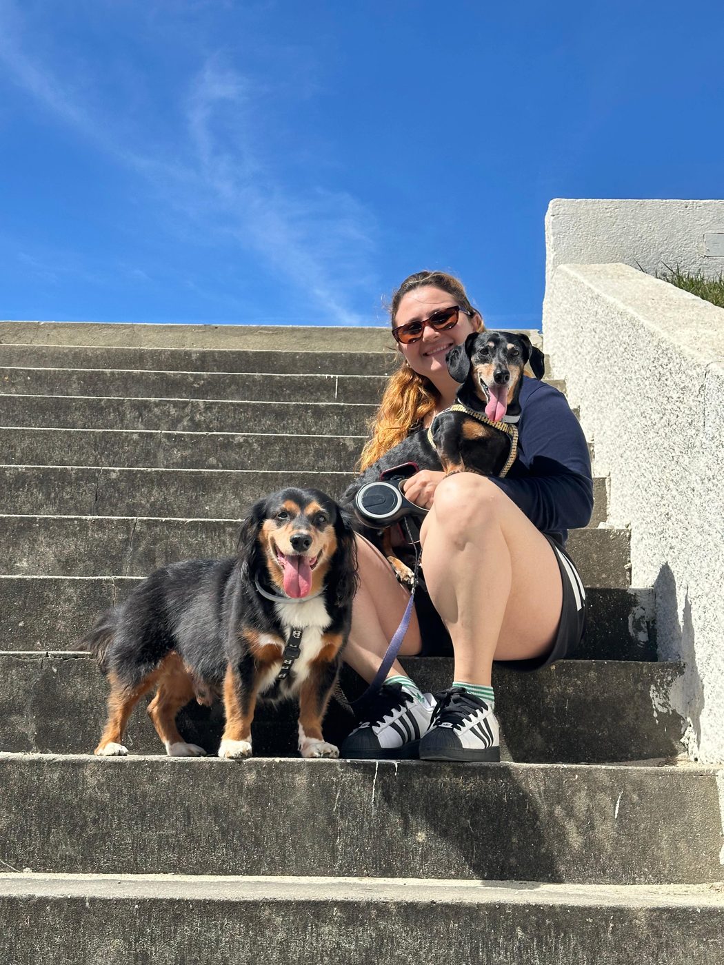 Dois cães num passeio ao sol, numa escadaria