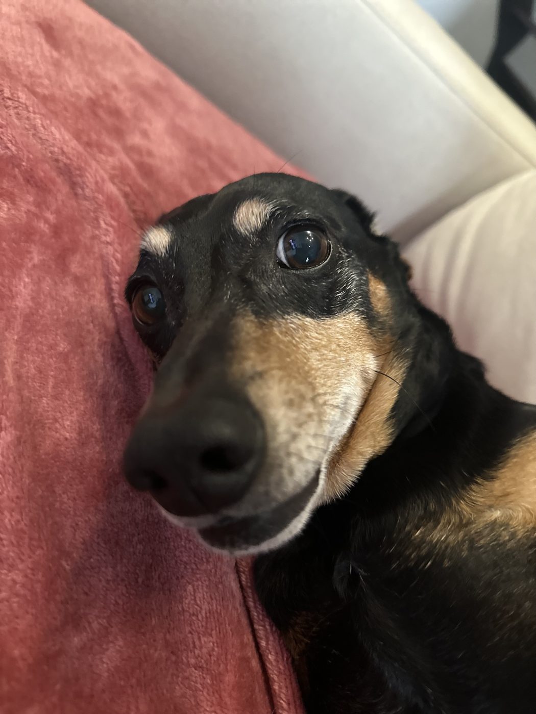 Cão preto e castanho enroscado numa manta