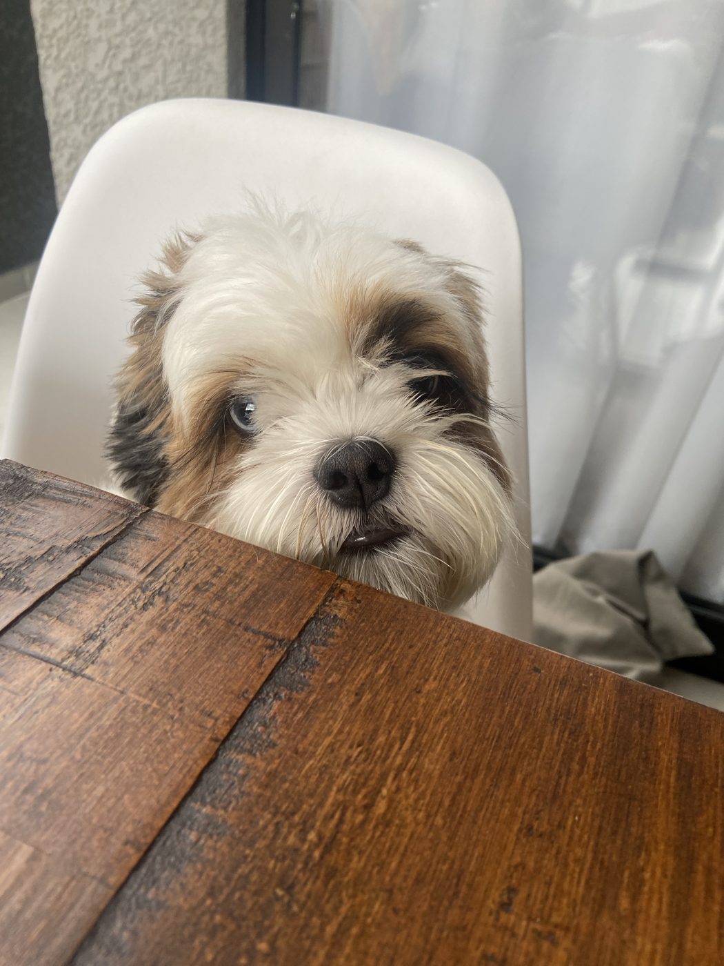 Cão de pelo comprido a espreitar por cima da mesa