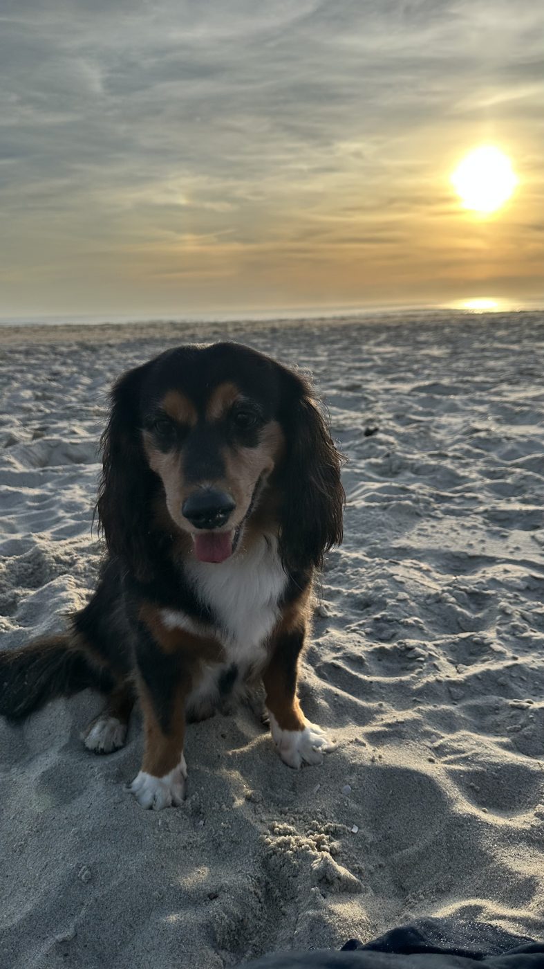Cão na praia ao pôr do sol