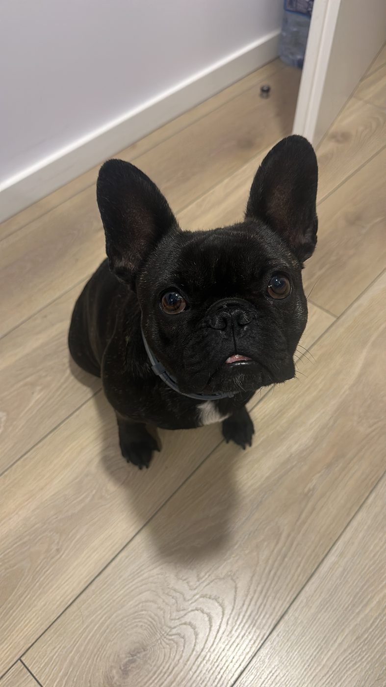 Bulldog francês preto sentado no chão